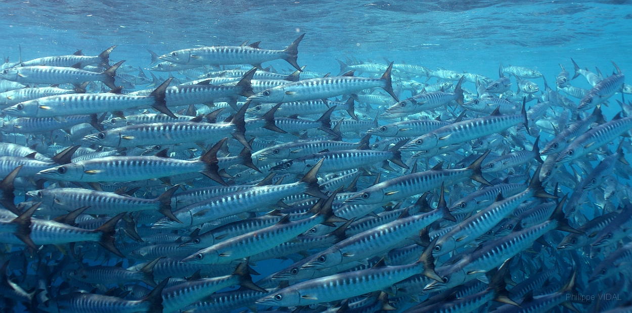 Sipadan_2015_Barracudas a nageoires noires_Sphyraena qenie_IMG_2930_rc.jpg